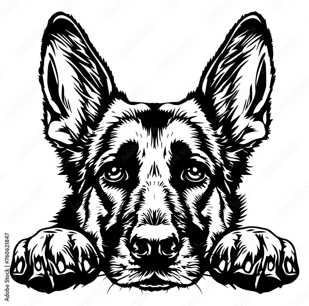 german shepherd dog face peeking over front paws vector illustration german shepherd dog face peeking over front paws vector illustration