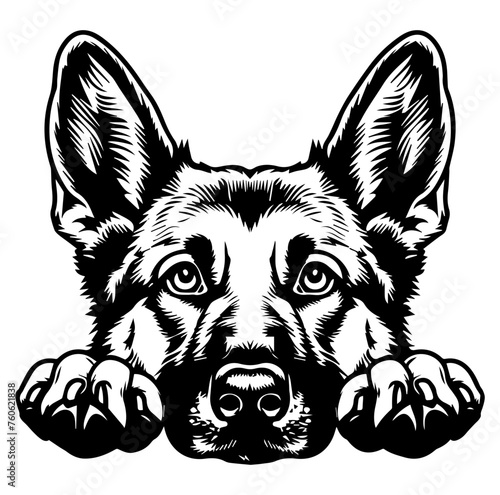 german shepherd dog face peeking over front paws vector illustration