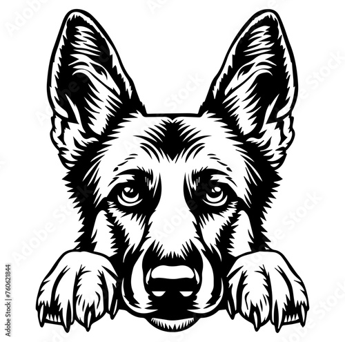 german shepherd dog face peeking over front paws vector illustration