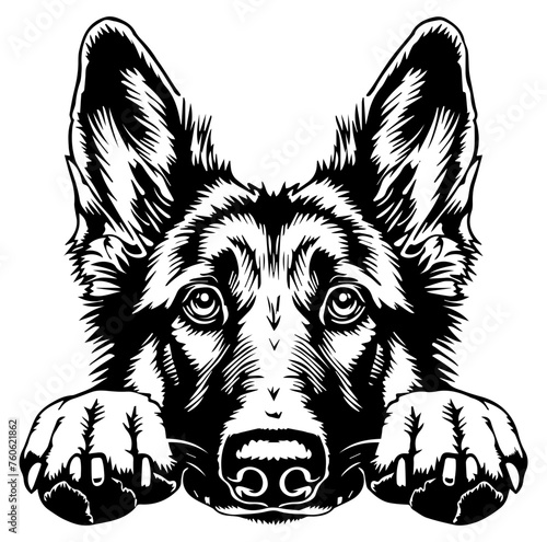 german shepherd dog face peeking over front paws vector illustration