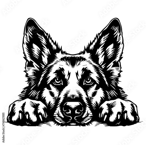german shepherd dog face peeking over front paws vector illustration