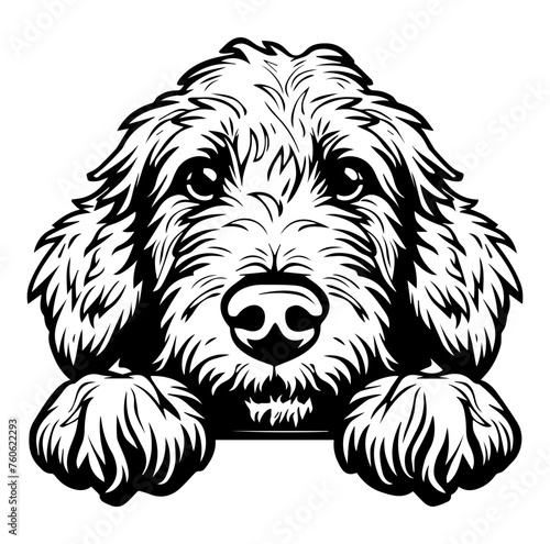 Golden Doodle dog face peeking over front paws vector illustration