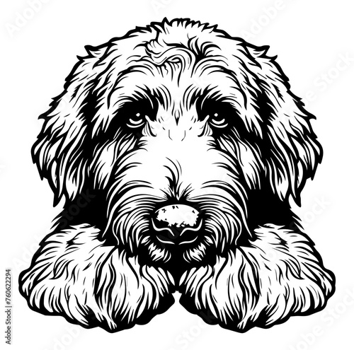 Golden Doodle dog face peeking over front paws vector illustration