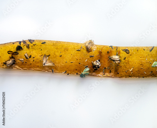 Sticky insect tape with dead flies and insects isolated on white background