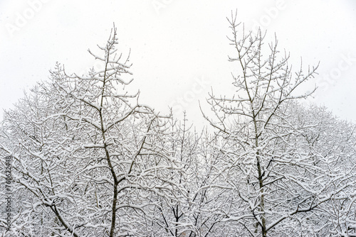 Tree tops covered with snow against the background of a cloudy sky and falling snow, tree branches covered with white snow, winter morning in the mountains, snow-covered branches