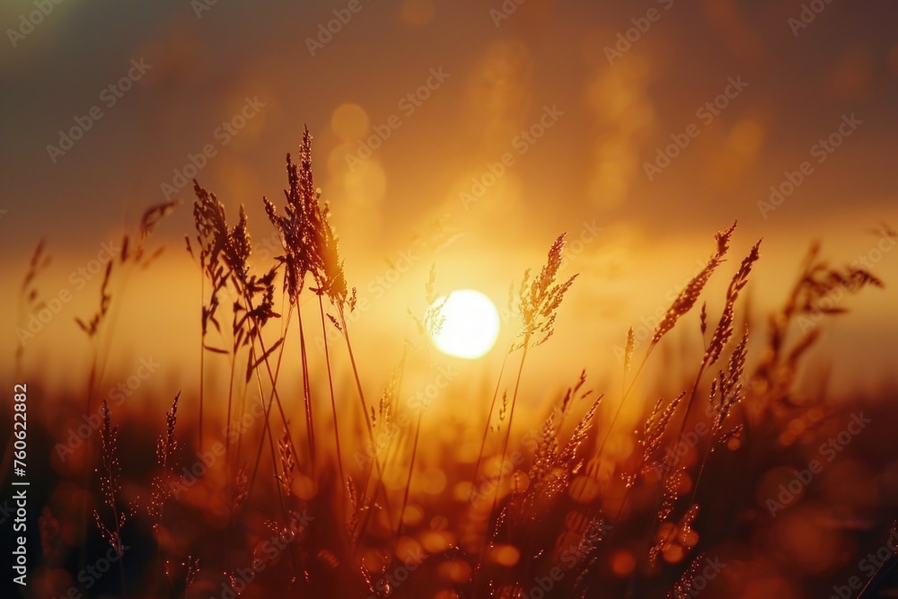 Beautiful sunset over a peaceful field, ideal for nature and landscape themes