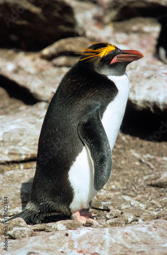 Gorfou doré, Manchot gorfou macaroni, .Eudyptes chrysolophus, Macaroni Penguin, Iles Falkland, Malouines