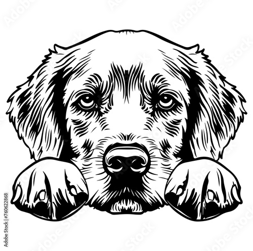 golden retriever dog face peeking over front paws vector illustration
