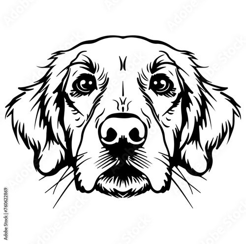 golden retriever dog face peeking over front paws vector illustration