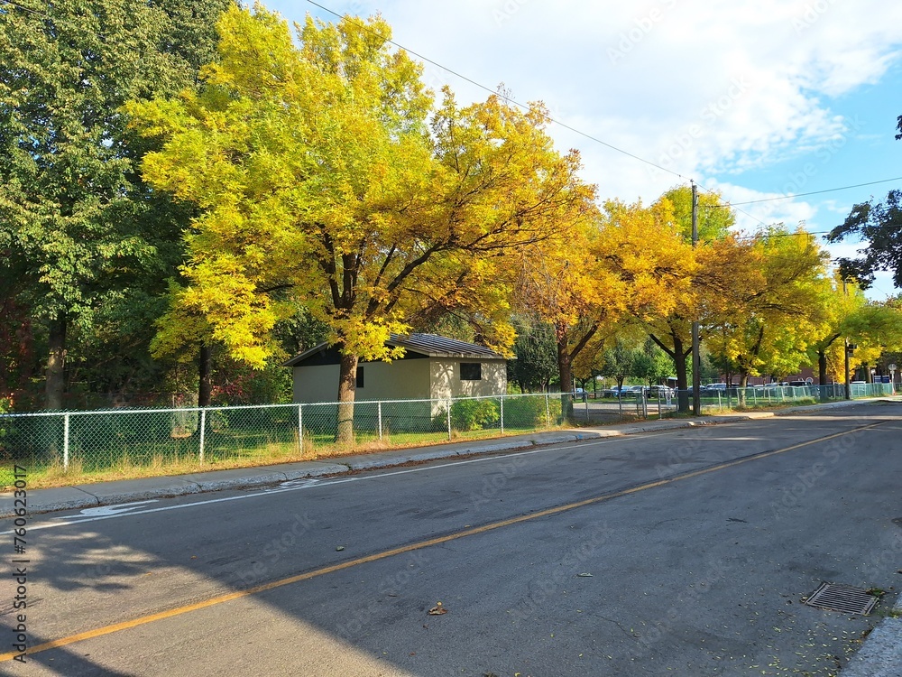 Yellow trees in the city by the road