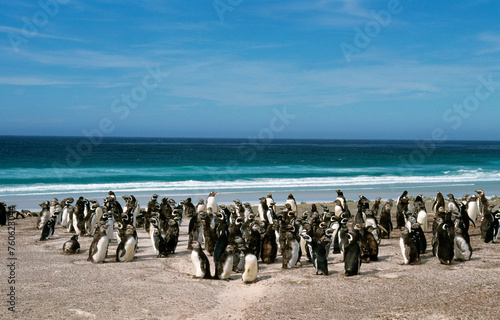 Manchot de Magellan,.Spheniscus magellanicus, Magellanic Penguin, Manchot papou, .Pygoscelis papua, Gentoo Penguin, Iles Falkland, Malouines