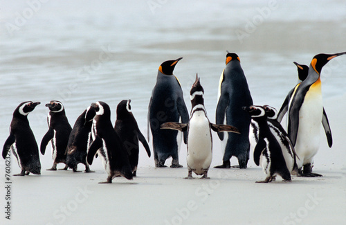 Manchot royal,.Aptenodytes patagonicus, King Penguin, Manchot de Magellan,.Spheniscus magellanicus, Magellanic Penguin,, Iles Falkland, Malouines