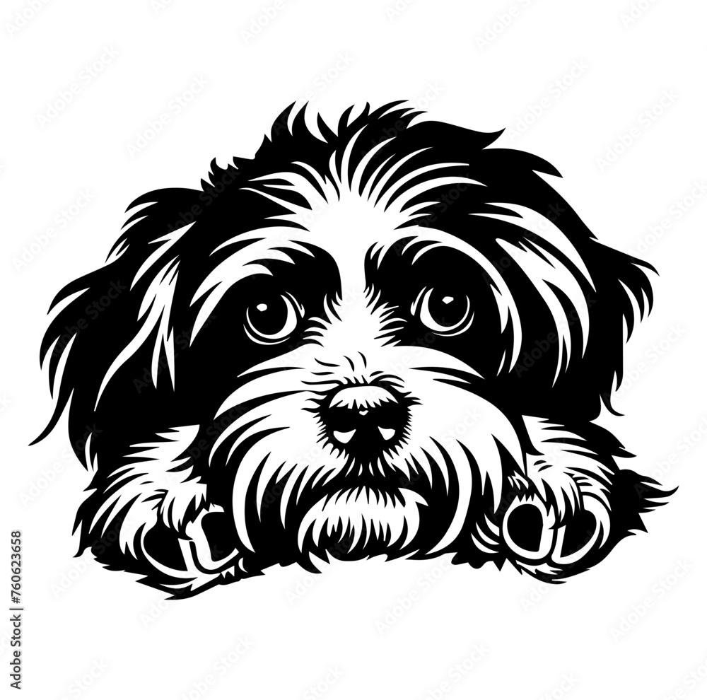 Havanese dog face peeking over front paws vector illustration
