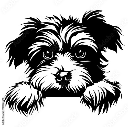 Havanese dog face peeking over front paws vector illustration