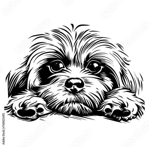 Havanese dog face peeking over front paws vector illustration