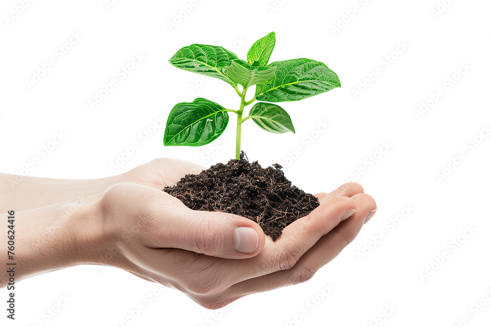 Hands holding plant Hands holding plant