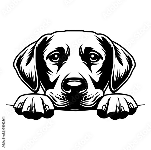 labrador retriever dog face peeking over front paws vector illustration