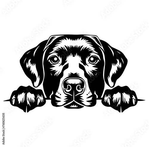 labrador retriever dog face peeking over front paws vector illustration