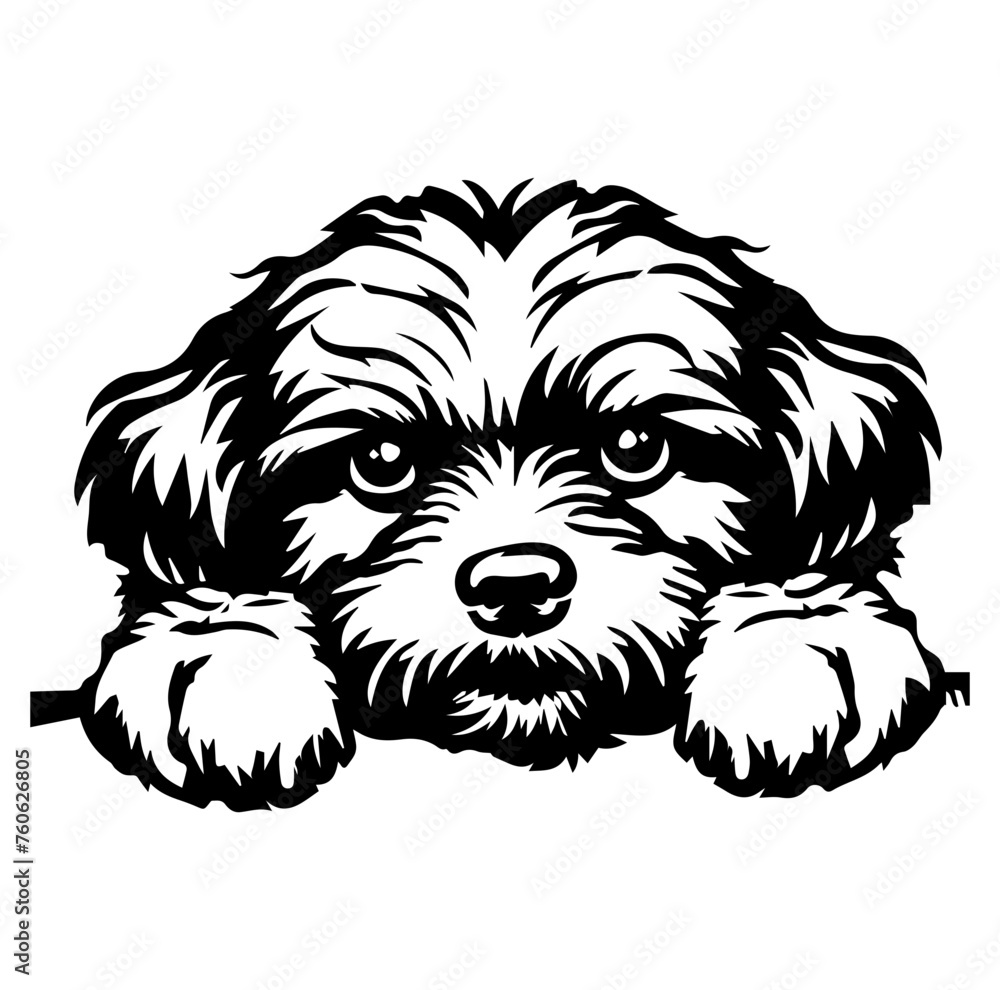 Maltipoo dog face peeking over front paws vector illustration Maltipoo dog face peeking over front paws vector illustration