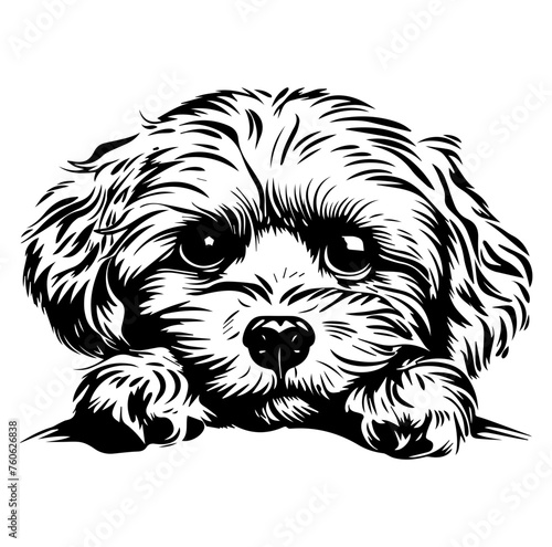 Maltipoo dog face peeking over front paws vector illustration