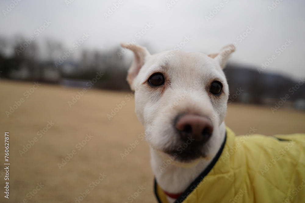 Close-up of face of white dog wearing yellow jacket in the park