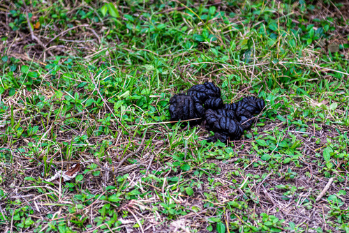 Cow dung in a field