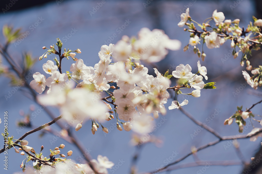 Obraz premium 東京の公園に咲く美しい桜の花