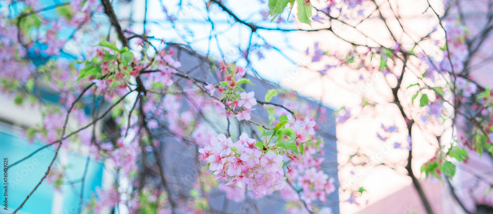 東京の公園に咲く美しい桜の花