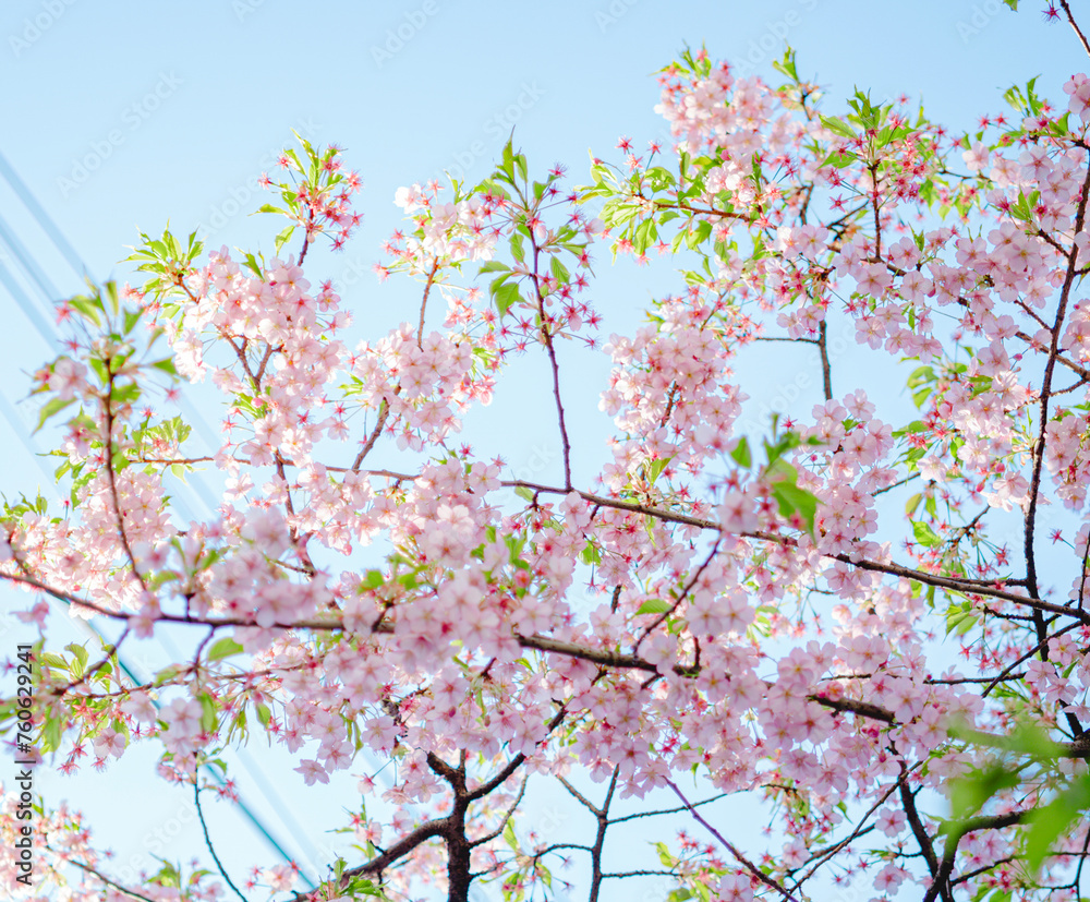 東京の公園に咲く美しい桜の花