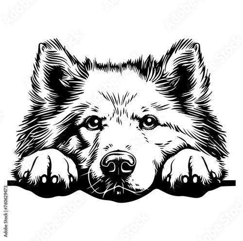 Samoyed dog face peeking over front paws vector illustration