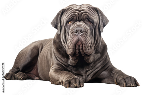 Mastino neapolitano. isolated animal, cut out. a large breed dog, a purebred pet.