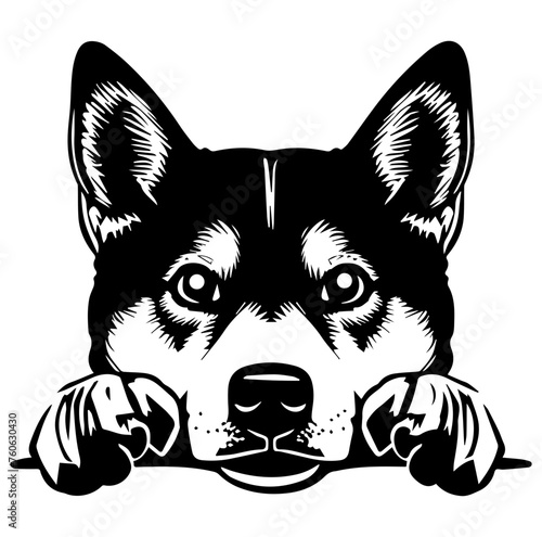 Shiba Inu dog face peeking over front paws vector illustration