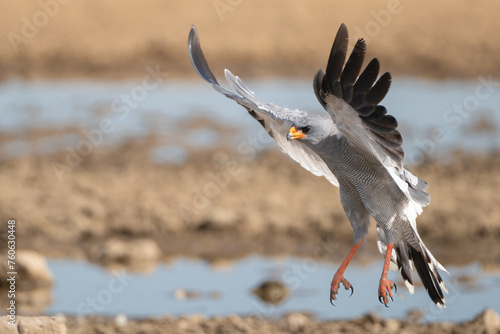 Pale chanting goshawk - Melierax canorus with spread wings landing by the waterhole at brown background. Photo taken in Khalagadi Transfrontier Park in South Africa.