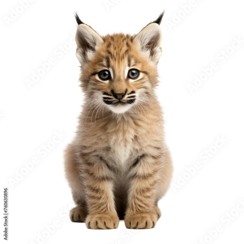 lynx cub. isolated image of an animal, cut out. kitten is a family of cats.