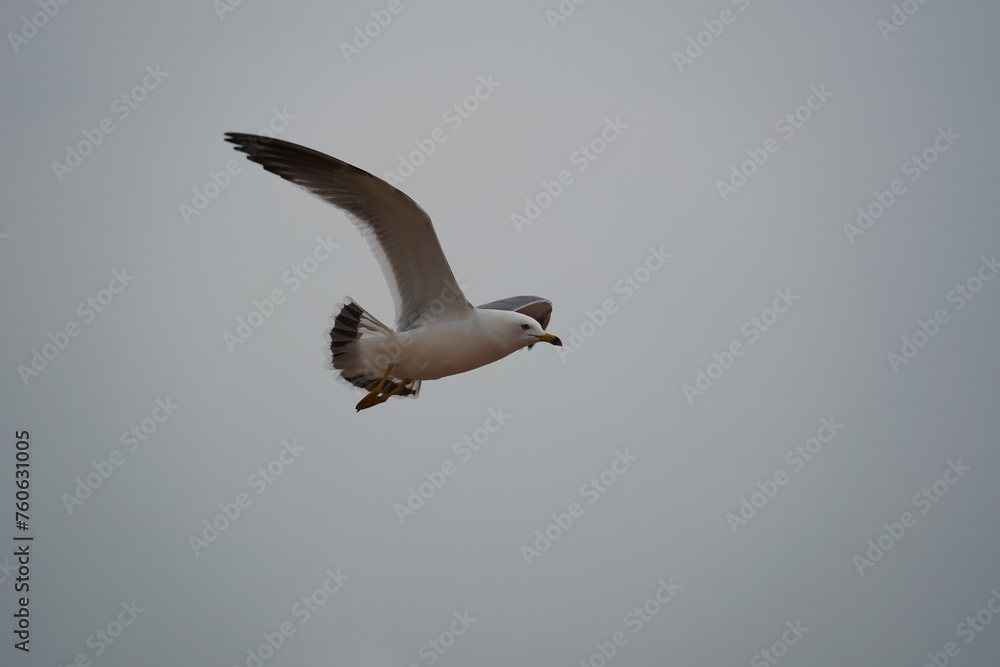 A sea gull is flying in the sky A sea gull is flying in the sky
