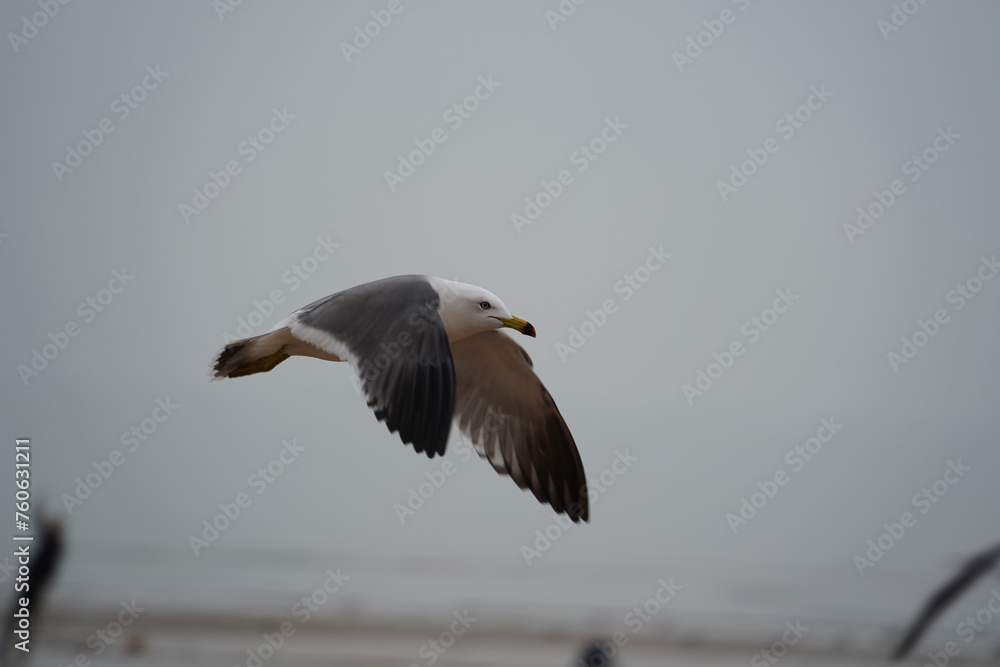 A sea gull is flying in the sky A sea gull is flying in the sky