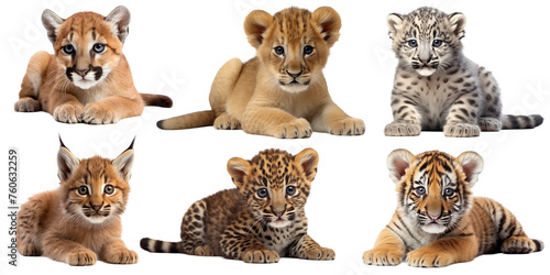 isolated cubs of wild cats. tiger and lion  leopard and cougar  snow leopard and lynx. cut out. kittens of the feline family.
