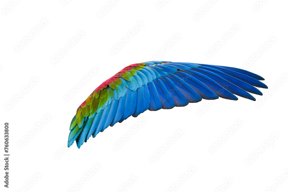 Obraz premium greenwing macaw wings isolated on white background. This has clipping path.