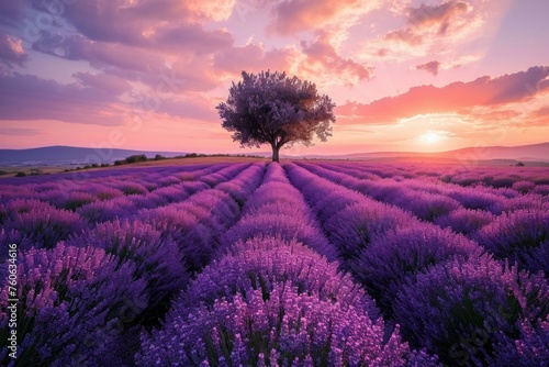Tranquil Lavender field at sunset. Nature sky. Generate Ai