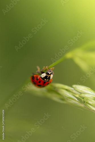ladybug on grass © Koen