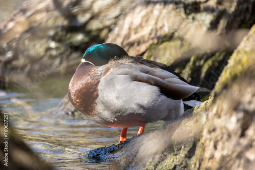 Mallard Resting by Willow Tree Roots