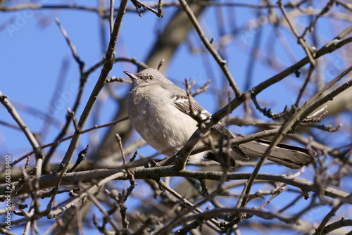 bird on a branch
