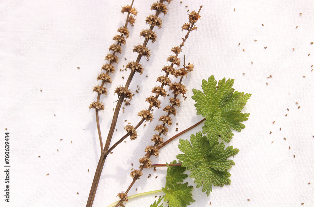 Naklejka premium Herzgespann und Samen