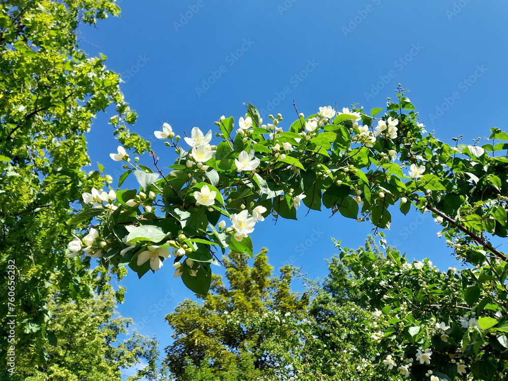 Strauchrose weiss blühend