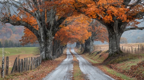 A peaceful rural road winds through a tunnel of majestic trees adorned with vibrant autumn leaves, evoking a sense of calm and nostalgia.