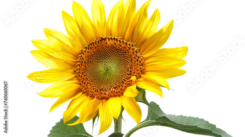 view of a sunflower up close against a pure white background, overflowing with yellow and orange tones