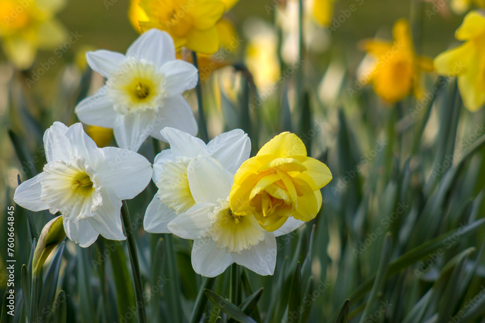 the daffodil, Narcissus pseudonarcissus, yellow and white narcissus flowers the daffodil, Narcissus pseudonarcissus, yellow and white narcissus flowers