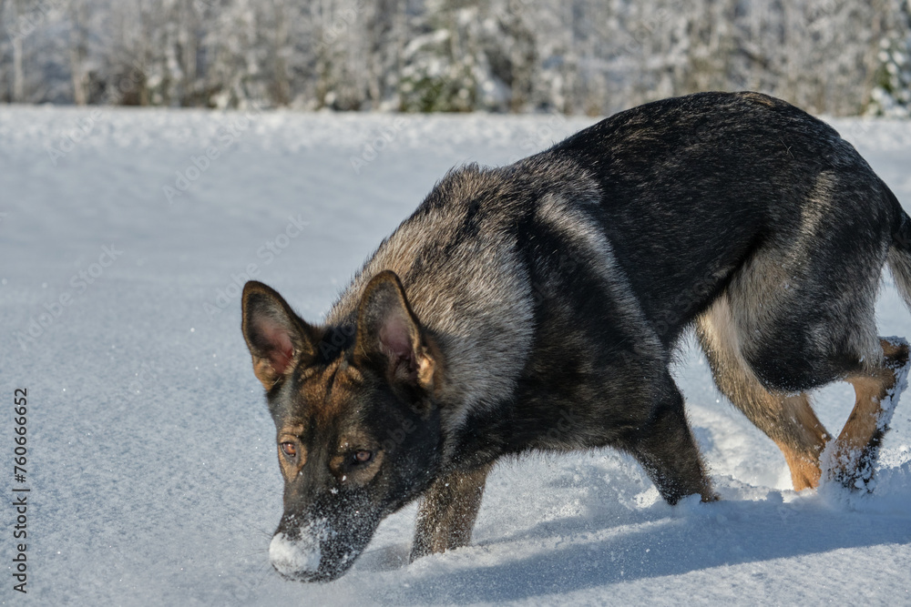 Beautiful gray German Shepherd dog playing in a snowy meadow on a sunny winter day in Skaraborg Sweden Beautiful gray German Shepherd dog playing in a snowy meadow on a sunny winter day in Skaraborg Sweden