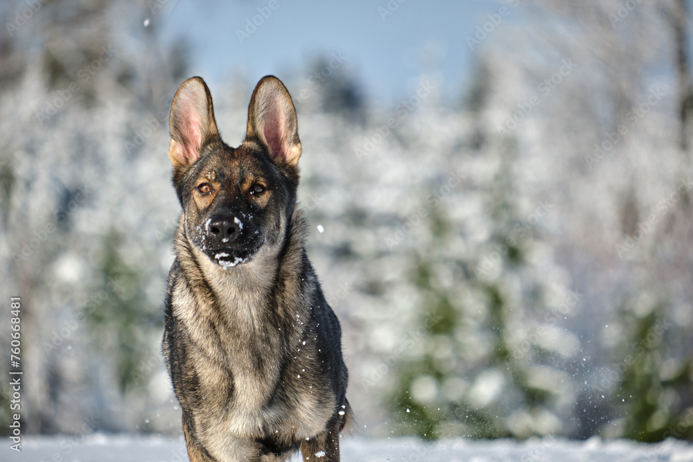 Beautiful gray German Shepherd dog playing in a snowy meadow on a sunny winter day in Skaraborg Sweden Beautiful gray German Shepherd dog playing in a snowy meadow on a sunny winter day in Skaraborg Sweden