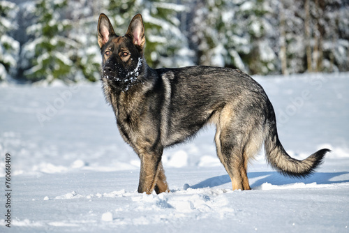 Beautiful gray German Shepherd dog playing in a snowy meadow on a sunny winter day in Skaraborg Sweden © LightTheurgist